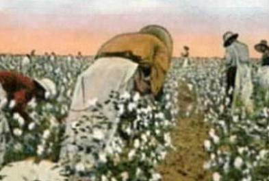 black slaves woking to pick cotton in a southern plantation