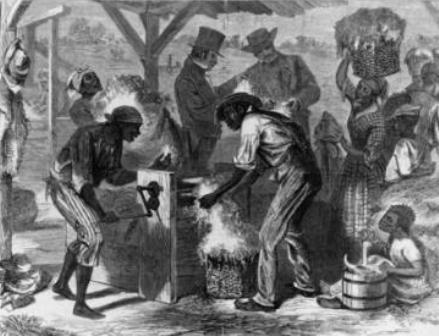 slaves picking cotton. black slaves working a cotton